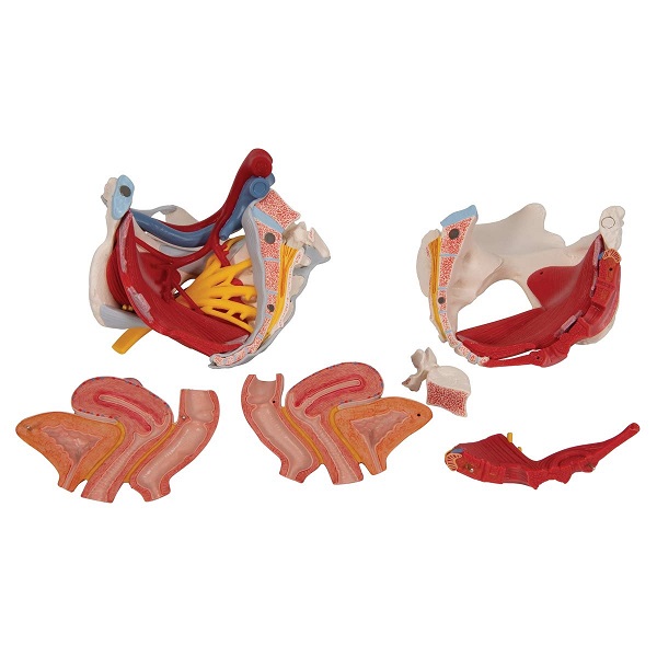 Mô Hình Đáy Chậu Nữ Với Buồng Trứng, Động Mạch 6 Phần – 1000288 – 3B Scientific