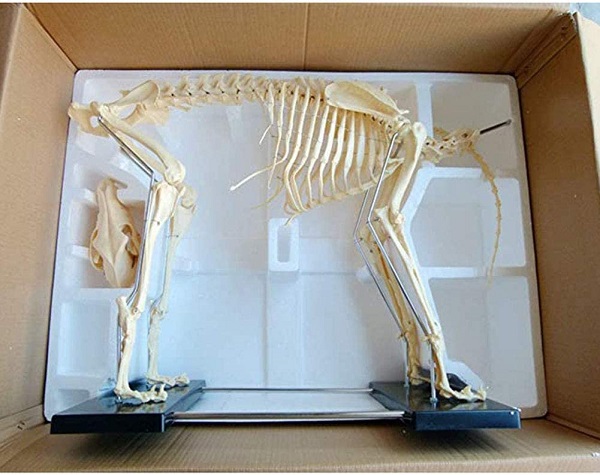 mô hình giải phẫu xương chó