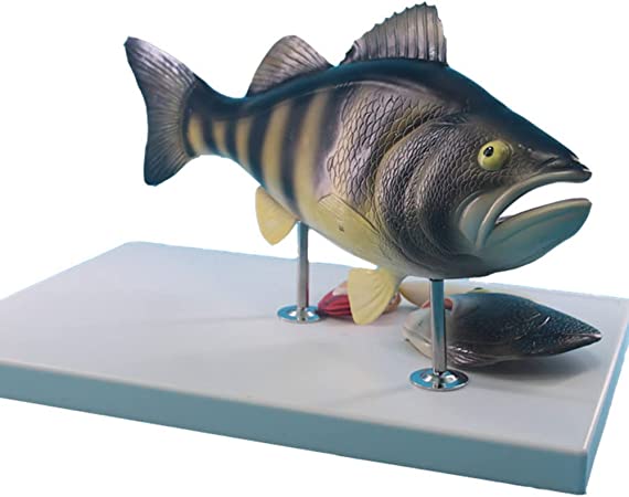 Mô hình giải phẫu cá