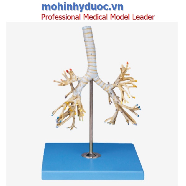 Mô hình giải phẫu cây phế quản