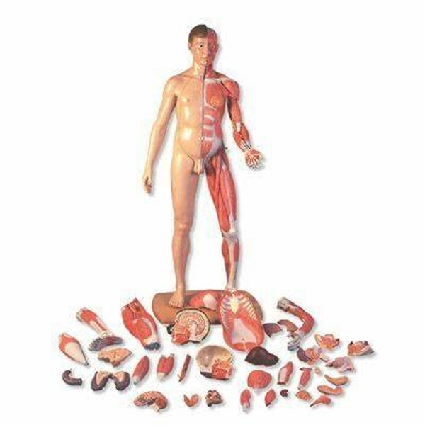 MÔ HÌNH GIẢI PHẪU CƠ THỂ NGƯỜI