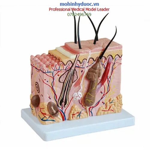 MÔ HÌNH GIẢI PHẪU DA PHÓNG ĐẠI 70 LẦN