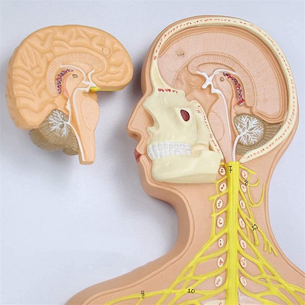 Mô hình giải phẫu hệ thần kinh người chi tiết