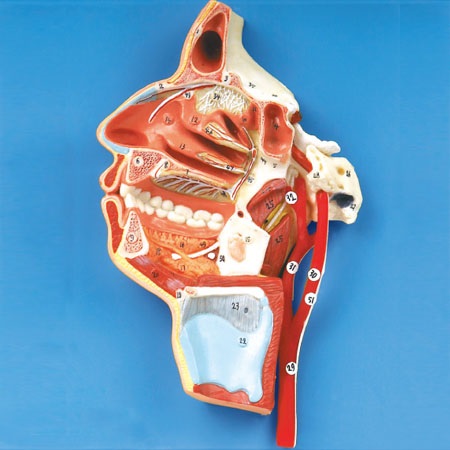 MÔ HÌNH GIẢI PHẪU MIỆNG, MŨI, HỌNG, THANH QUẢN VÀ DÂY THẦN KINH GD/A18108