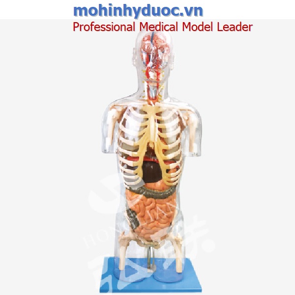 Mô hình giải phẫu nội tạng người GD/A10004