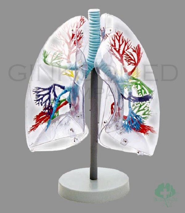Mô hình giải phẫu phổi ở người GD/A13013