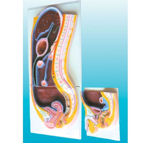 MÔ HÌNH GIẢI PHẪU PHÚC MẠC