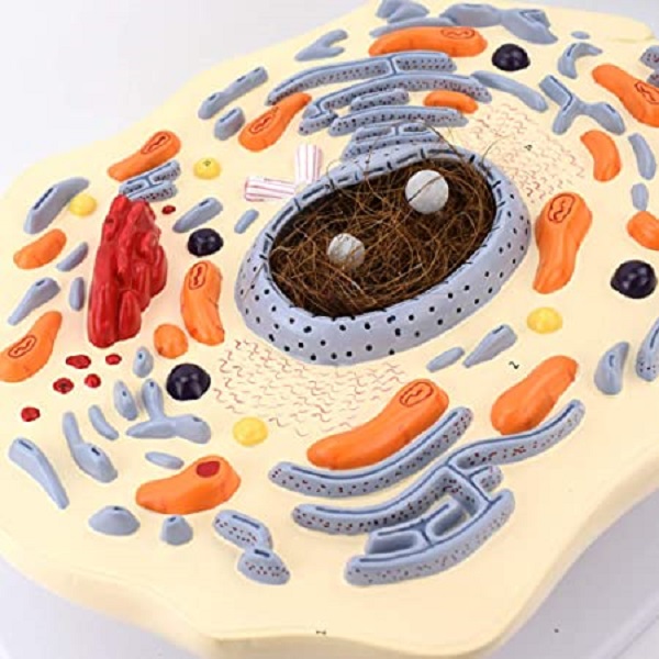 Mô hình giải phẫu tế bào động vật