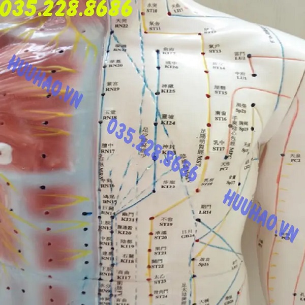 MÔ HÌNH HUYỆT VỊ CƠ THỂ NGƯỜI CAO 178 CM