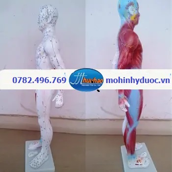 MÔ HÌNH HUYỆT VỊ CƠ THỂ NGƯỜI CAO 178 CM