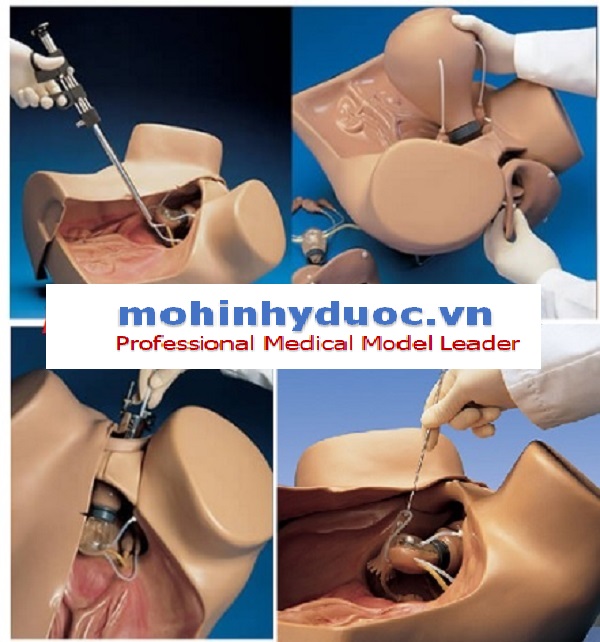 MÔ HÌNH THỰC HÀNH KHÁM SẢN PHỤ KHOA S504.100.PK