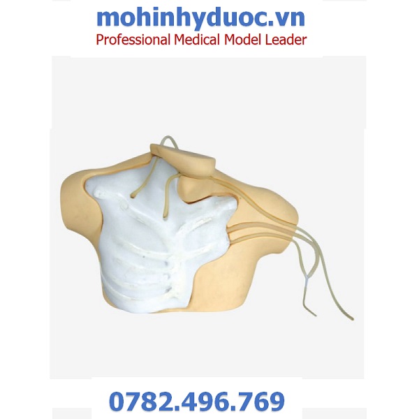MÔ HÌNH LUỒN CATHETER TĨNH MẠCH TRUNG TÂM