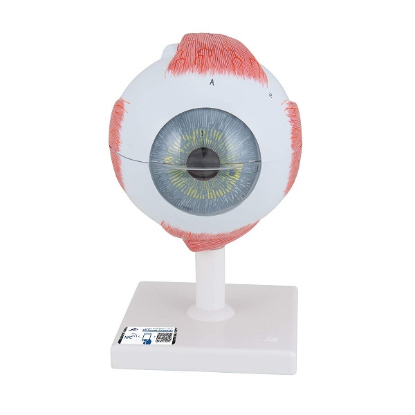 Mô Hình Mắt Với Các Bệnh Đục Thủy Tinh Thể – 1000255 – 3B Scientific