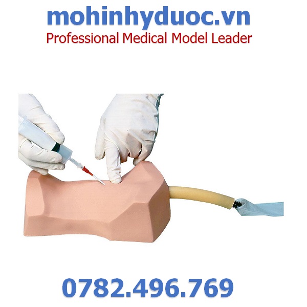 Mô Hình Mở Khí Quản – 1020255 – 3B Scientific