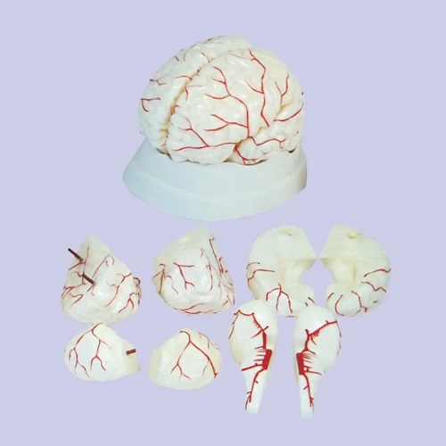 MÔ HÌNH NÃO NGƯỜI 4D 08 PHẦN KÍCH THƯỚC THẬT