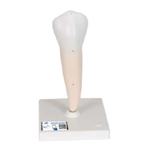 Mô Hình Răng 1 Chân – 1000242 – 3B Scientific