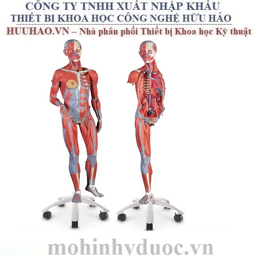 MÔ HÌNH CẤU TẠO CƠ TOÀN THÂN NASCO