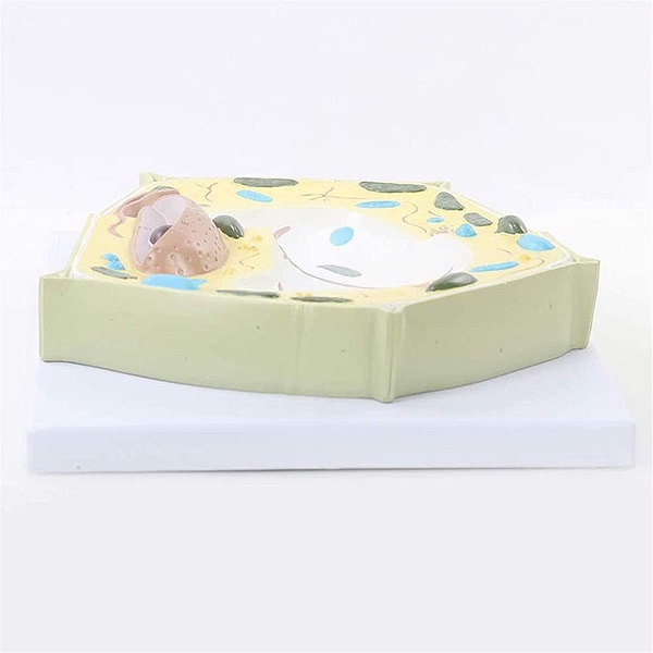 MÔ HÌNH PHÓNG ĐẠI TẾ BÀO THỰC VẬT