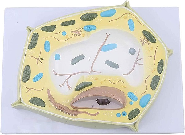 MÔ HÌNH PHÓNG ĐẠI TẾ BÀO THỰC VẬT