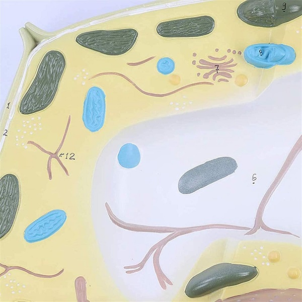 MÔ HÌNH PHÓNG ĐẠI TẾ BÀO THỰC VẬT