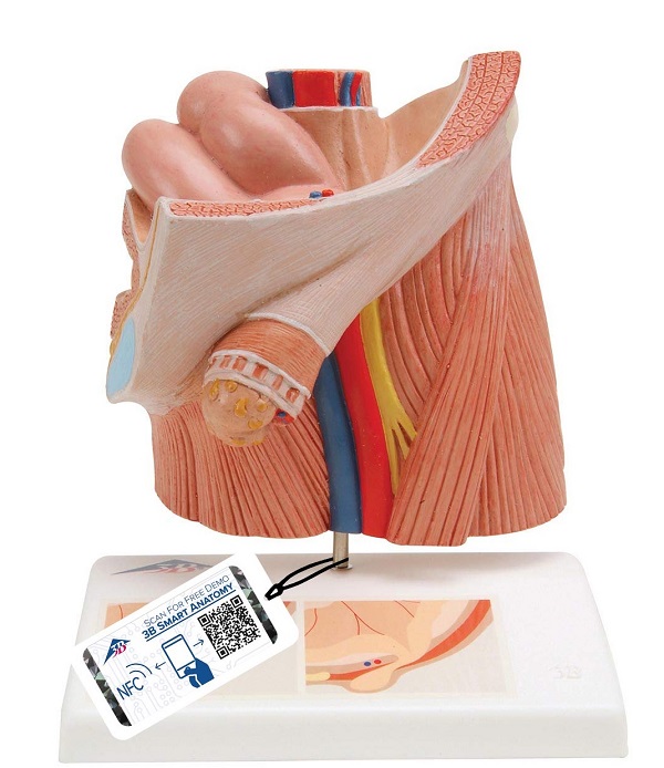 MÔ HÌNH THOÁT VỊ BẸN – 1000284 – 3B SCIENTIFIC