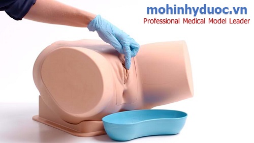 THỰC HÀNH TRÊN MÔ HÌNH ĐẶT THÔNG TIỂU NỮ