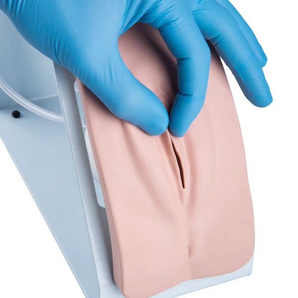 Mô Hình Thông Tiểu Nữ – 1020231 – 3B Scientific