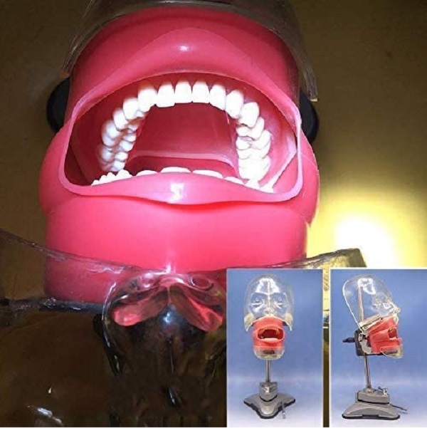 MÔ HÌNH THỰC HÀNH KHÁM NHA KHOA