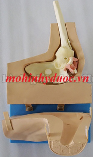 MÔ HÌNH ĐÀO TẠO PHẪU THUẬT NỘI SOI KHỚP VAI