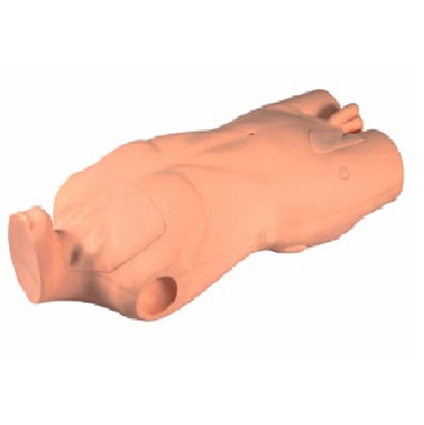 MÔ HÌNH TIÊM TRUYỀN TĨNH MẠCH CẢNH VÀ TĨNH MẠCH ĐÙI