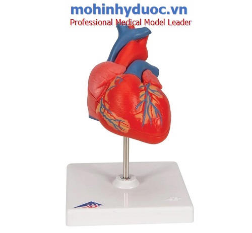 Mô hình trái tim 2 phần - 3B Scientific - Đức