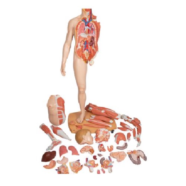 Mô Hình Cơ Thể Người Kich Thước Thật 39 Phần – 1000209 – 3B Scientific