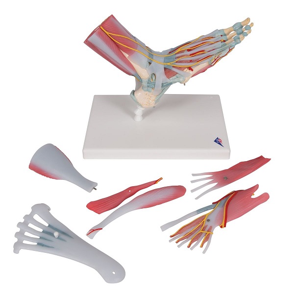 MÔ HÌNH XƯƠNG BÀN CHÂN – 1019421 – 3B SCIENTIFIC