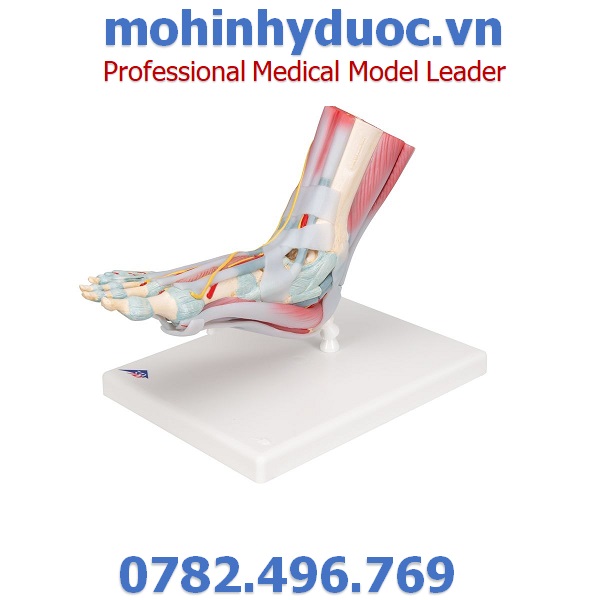 MÔ HÌNH XƯƠNG BÀN CHÂN – 1019421 – 3B SCIENTIFIC