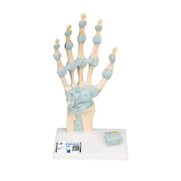 Mô Hình Xương Bàn Tay – 1000357 – 3B Scientific