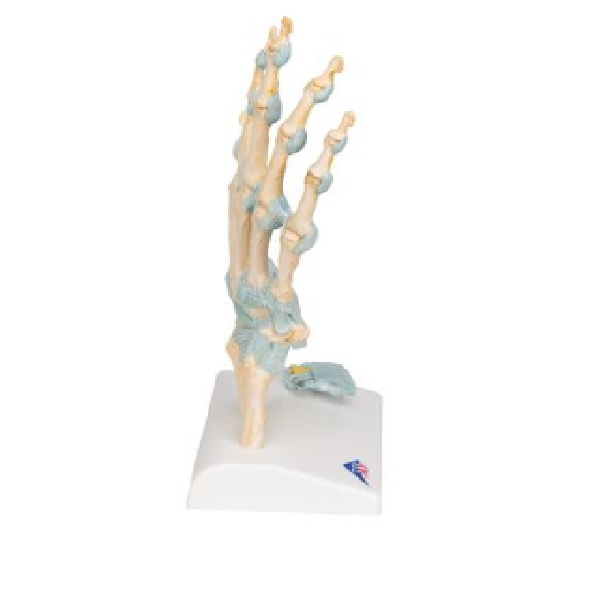Mô Hình Xương Bàn Tay – 1000357 – 3B Scientific