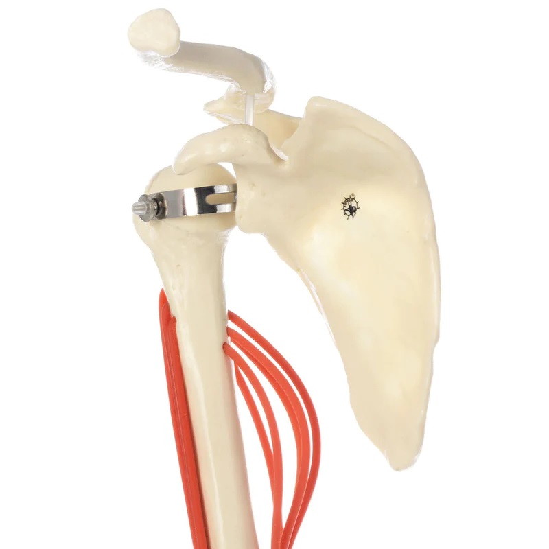 Mô hình xương cánh tay với cơ cánh tay trên