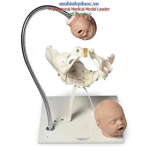 MÔ HÌNH XƯƠNG CHẬU CÓ ĐẦU THAI NHI GAUMARD (9110-195)