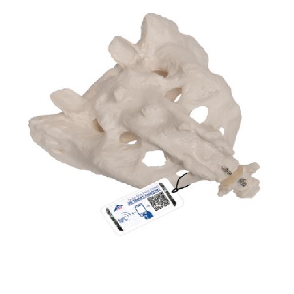 Mô Hình Xương Cùng – 1000139 – 3B Scientific