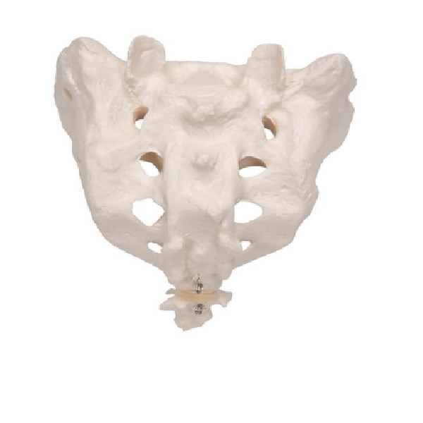 Mô Hình Xương Cùng – 1000139 – 3B Scientific