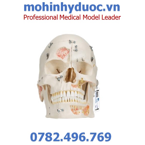 MÔ HÌNH XƯƠNG SỌ MẶT, CÁC LỖ CỦA DÂY THẦN KINH – 1000059 – 3B SCIENTIFIC