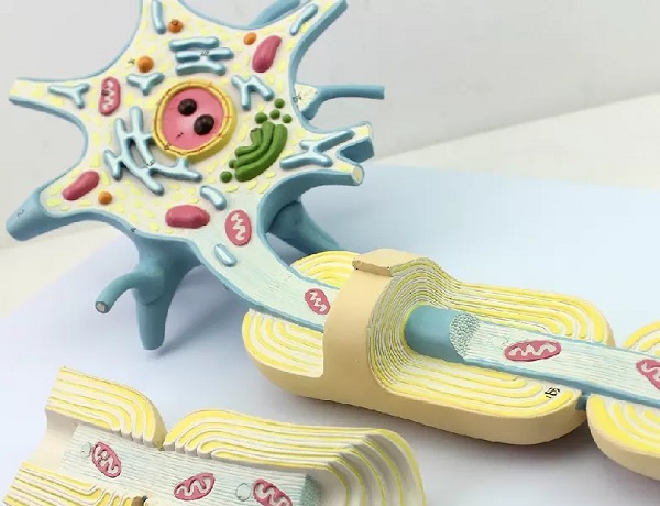 MÔ HÌNH CẤU TẠO NEURON THẦN KINH