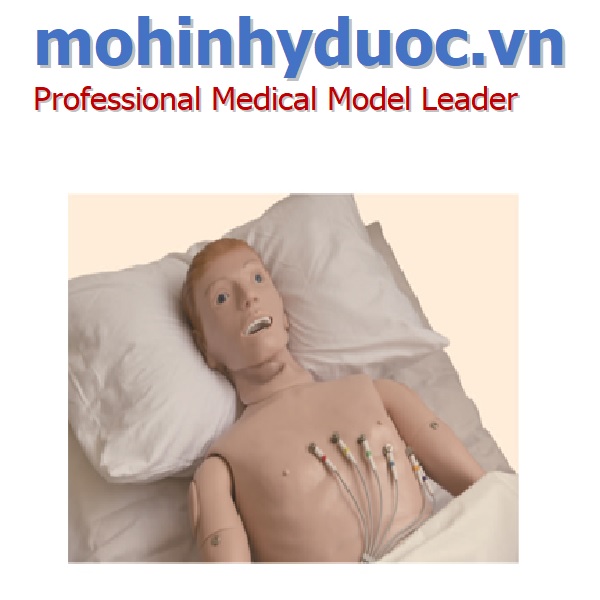 Mô hình mô phỏng điện tâm đồ