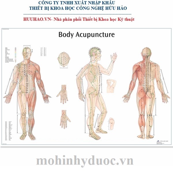 TRANH CHÂM CỨU CÁC HUYỆT TOÀN THÂN