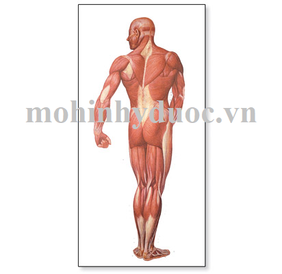 Tranh Giải Phẫu Hệ Cơ – 1001153 – 3B Scientific