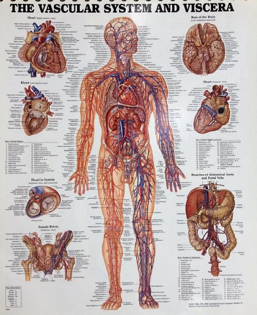 BỘ TRANH GIẢI PHẪU HỆ TUẦN HOÀN, HỆ HÔ HẤP, HỆ TIẾT NIỆU