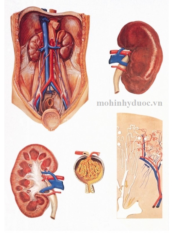 TRANH GIẢI PHẪU THẬN CỠ TO V2013U