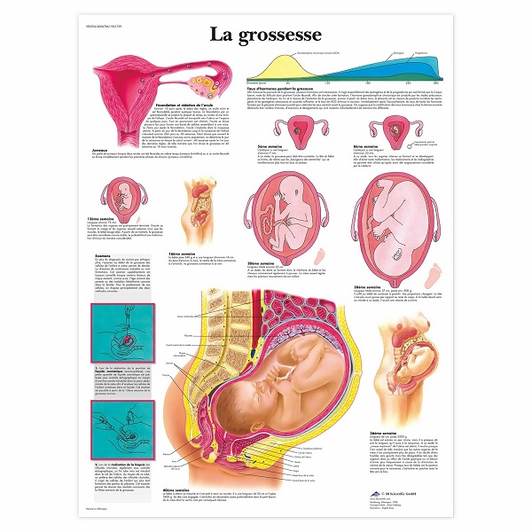 TRANH QUÁ TRÌNH THAI KỲ VR1554L