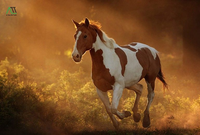1966 nữ mệnh gì