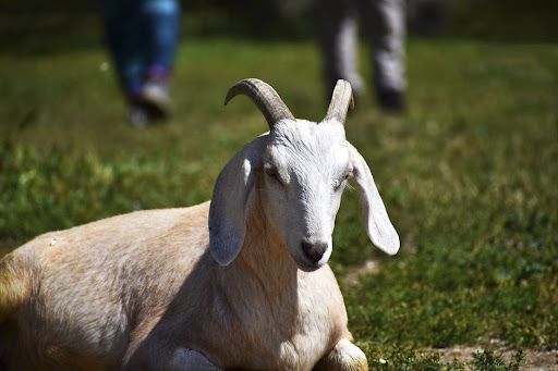 Tuổi 1991 hợp với các tuổi nào?